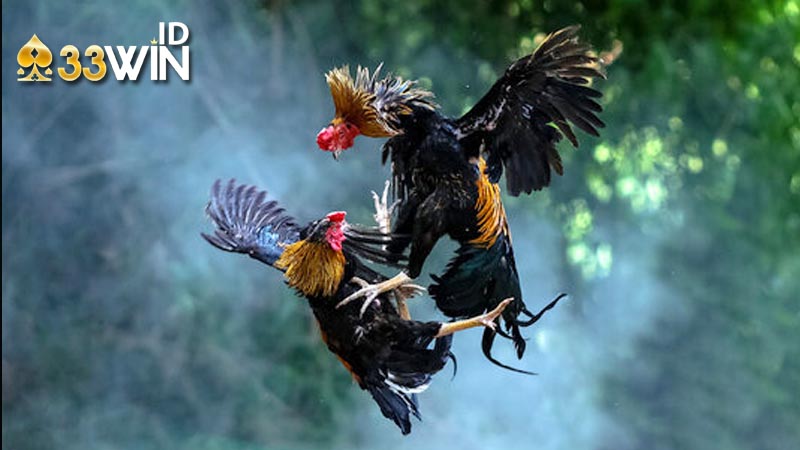 cách nhận định kê chiến tại 33win
